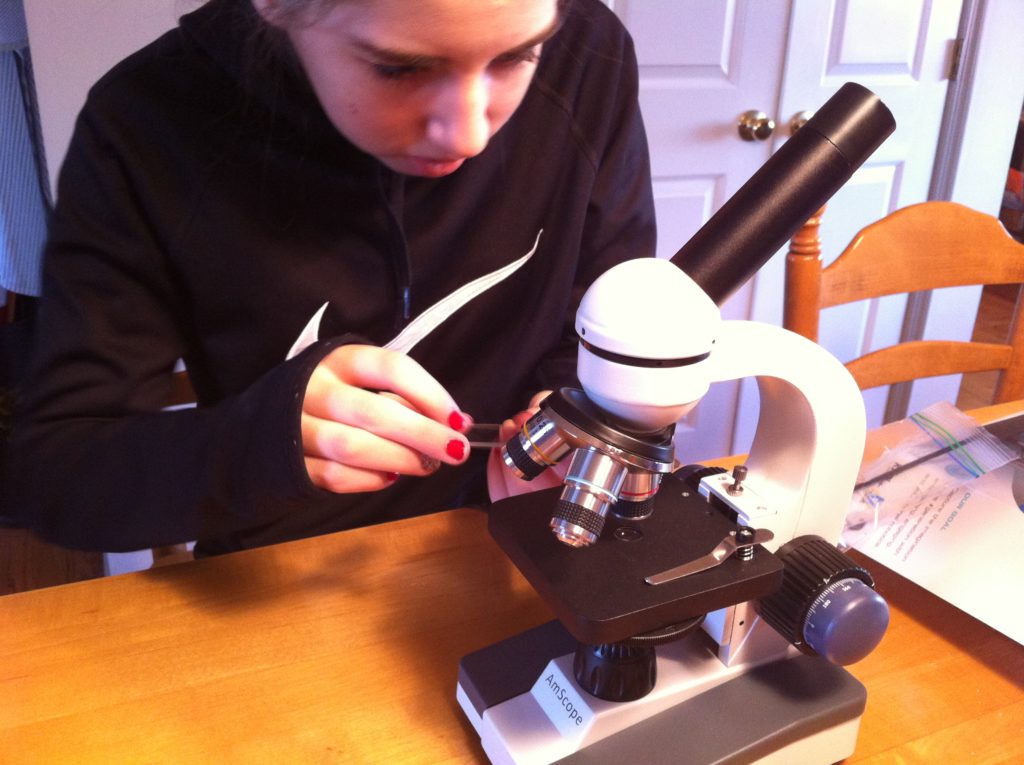 10 Cool Things to Look at Under a Microscope Teach Kids Engineering